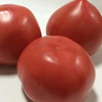 番茄的功效与作用 如何食用番茄
