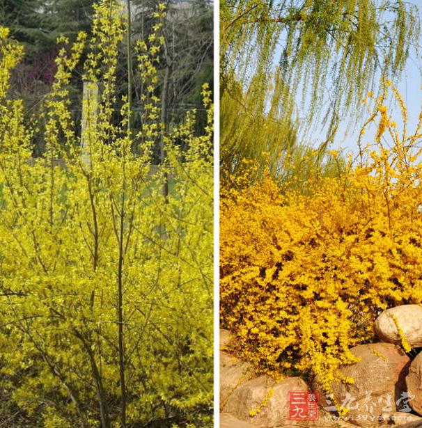 垂枝连翘是什么 它的成分有哪些.jpg