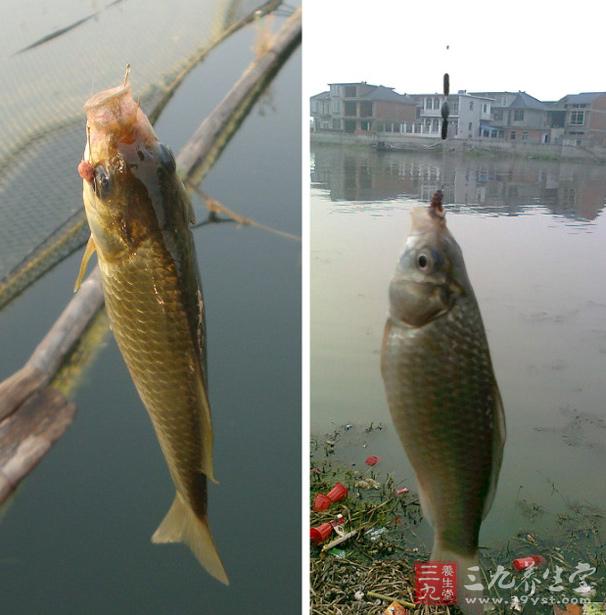 鲫鱼中蛋白质仅次于虾