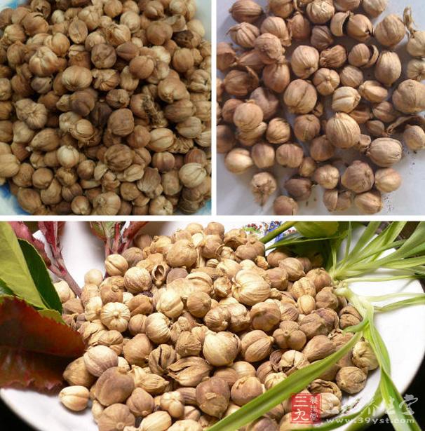白豆蔻的功效与作用 它能治疗妊娠呕吐吗