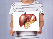 器官受损无需移植特制配方让脾脏长成肝脏