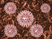 美国多地出现新冠病毒变异株