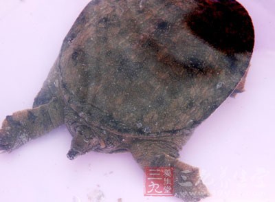 腹满厌食、大便溏泻、脾胃虚寒者不宜吃甲鱼