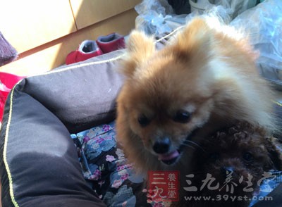 饲养宠物的人较少看医生