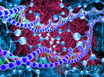 循环肿瘤DNA片段更短小 有助开发液体活检技