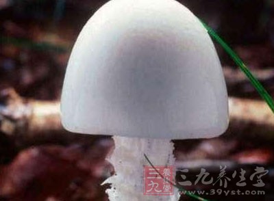 "毁灭天使"(destroying- angel)学名为amanita virosa