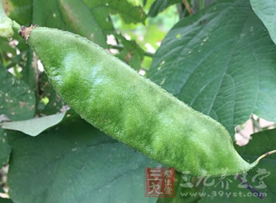 扁豆又稱茶豆、南豆、小刀豆、藤豆、沿籬豆等