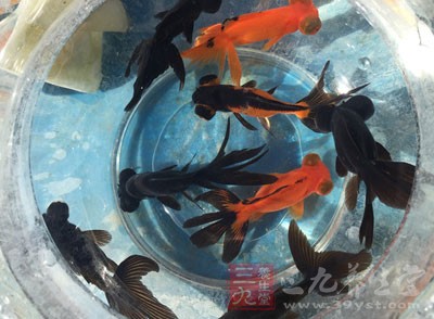 養(yǎng)一缸金魚給房間補水