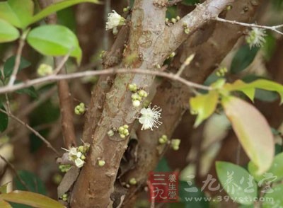 樹葡萄挺名字就很奇怪，那么樹葡萄究竟有什么樣的特質(zhì)呢