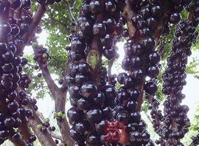 树葡萄 孕妇能吃这种葡萄吗(2)