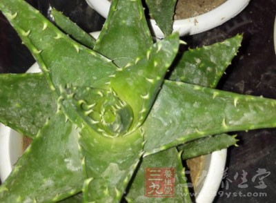 主料：芦荟叶肉50一150克