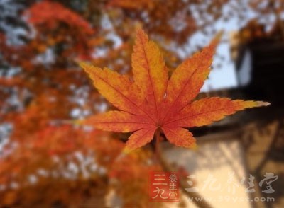 每到寒露節(jié)氣，去賞紅葉已經(jīng)成為了很多人的一種習慣