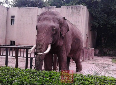 用大象處死犯人