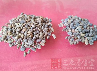 中醫(yī)使用女貞子來(lái)治病