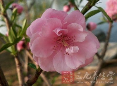 过敏性皮肤主要是指当皮肤受到各种刺激如不良反应的化妆品、化学制剂、花粉、某些食品、污染的空气等等