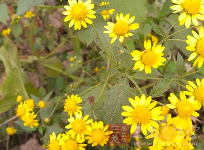 野菊花味苦，微寒，又稱“苦菊”