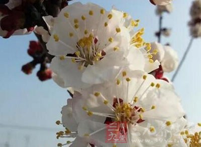 新開(kāi)桃花25克