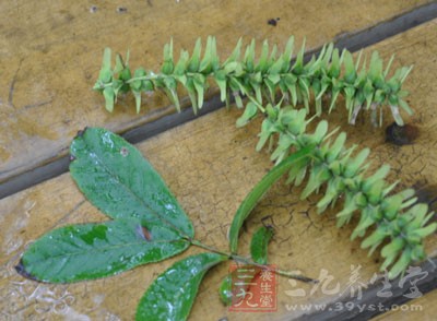 延长叶片的生长期，促进花叶美丽，提高观赏效果