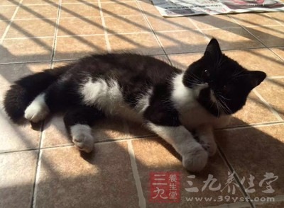 徐州警方摧毁制售假冒猫粮团伙 查获假猫粮5吨