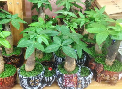 招财植物随意丢弃 招财植物随意丢弃