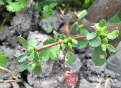 馬齒莧草汁敷臉