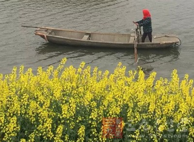江南的春天，是油菜花的
