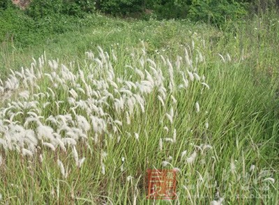 農(nóng)村路邊這種雜草祛濕效果驚人