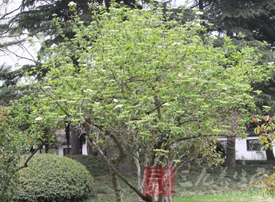 立春吃什么养生