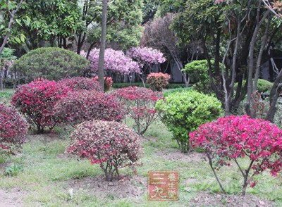 百草回芽，旧病萌发