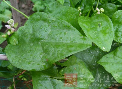 木耳菜营养丰富,尤其钙、铁含量高,钙的含量是菠菜的2-3倍,且草酸含量极低,是补钙的经济菜之一 木耳菜营养丰富,尤其钙、铁含量高,钙的含量是菠菜的2-3倍,且草酸含量极低,是补钙的经济菜之一