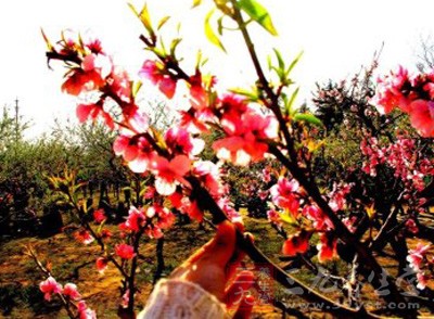 白桃花焙干，研为细末，每次5克左右，用蜂蜜冲水调服