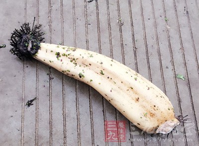 农村一种长在旱地的藕,从叶到茎根都可以食用 农村一种长在旱地的藕,从叶到茎根都可以食用