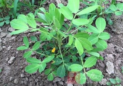 花生是中国家庭中非常常见的一种食材