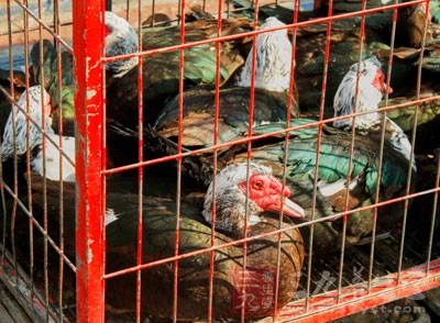 因H7N9阜阳鸡蛋价格大跌 市民注意防鸟类传染