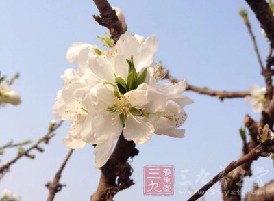 提到花粉，很多人的第一映像是花粉過敏