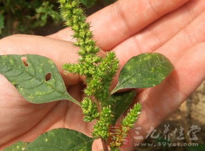 趕黃草含有多種營(yíng)養(yǎng)成分