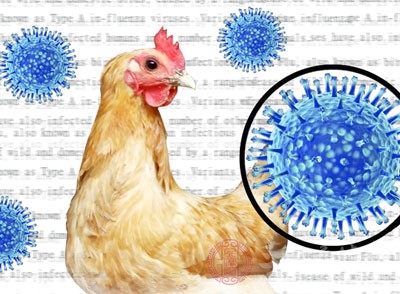 宁波疾控专家教你识别各类禽流感传言 - 民福康