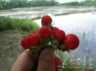 那么我們怎么區(qū)分蛇莓和野草莓呢