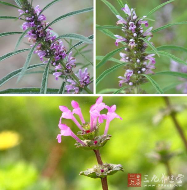 夏枯草的功效与作用