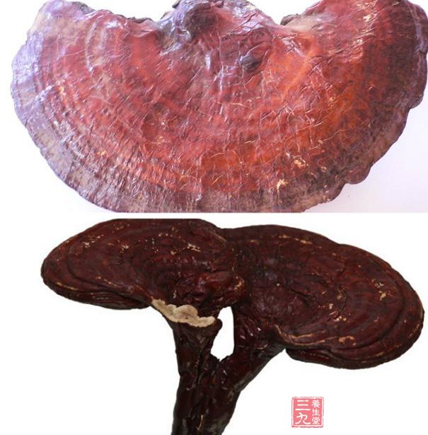 靈芝的功效與作用 靈芝的五大神奇功效(2)