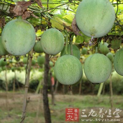 栝蒌实,栝蒌,栝蒌壳_大山谷图库