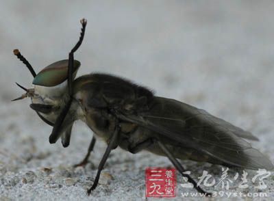 虻蟲又叫蜚虻,牛虻,綠頭猛鑽,瞎虻蟲,瞎螞蜂,牛蠅子,瞎眼蠓,虻蟲的