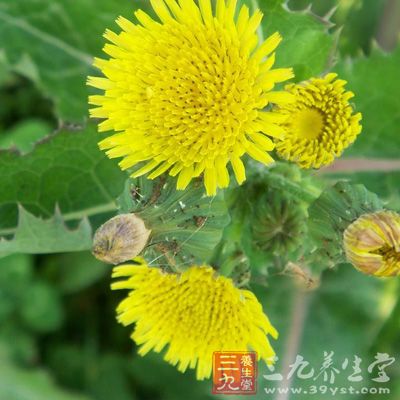 主周痹风湿,肢节中痛,不可持物,洗洗酸消