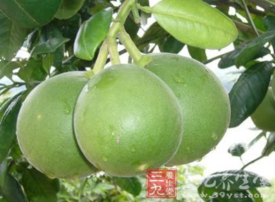 橘红别名,橘红的效与作用图片,橘红(第5页)_大山谷图库