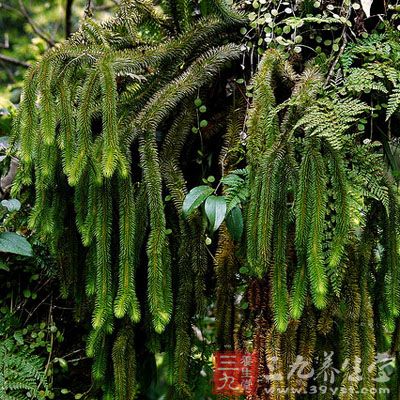 鹿角草的药用价值与应用