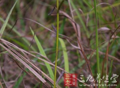 【别名】幼克草,克草,黑骨草,羽箭,忌箭草.