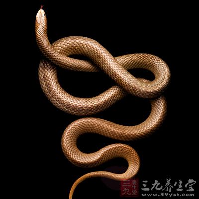 第七名:陆地最毒蛇&mdash;&mdash;澳洲泰斑蛇   泰攀蛇生于澳洲笨部