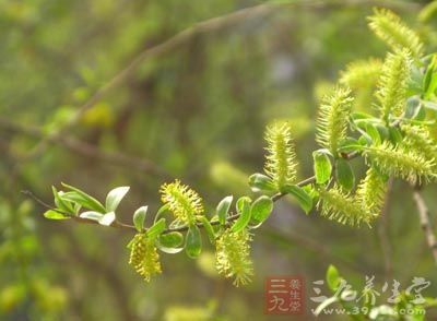 柳花的药用价值与应用