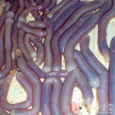 海蚯蚓海蚯蚓怎么吃