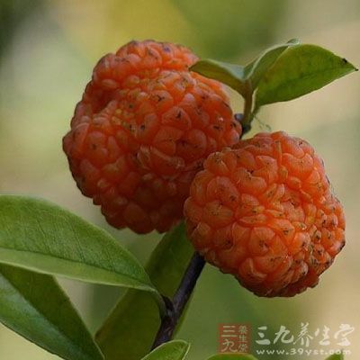 柘树果实的药用价值与应用